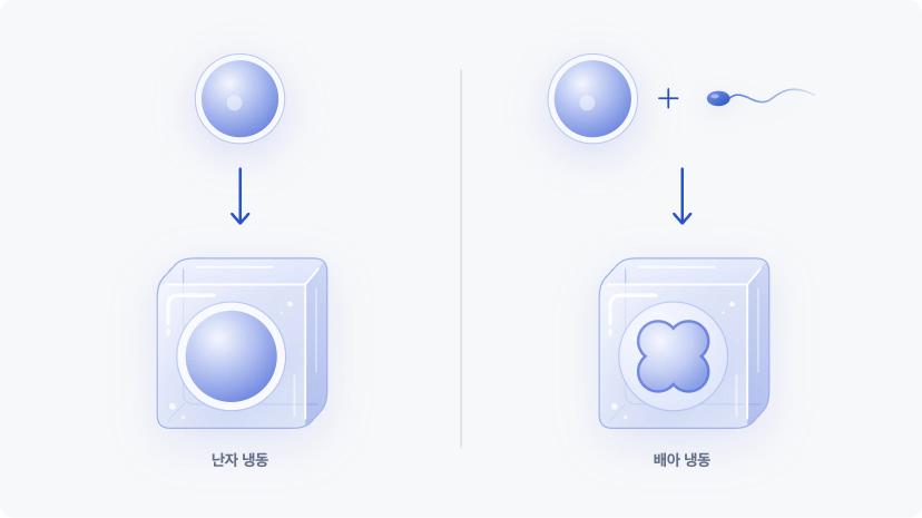 난자는 그대로 냉동되고, 난자와 정자가 만나면 배아로 냉동되는 것을 보여주는 그림